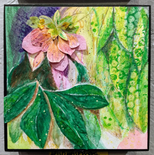 Hellebore (3)